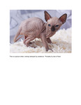 Option 7:  Kaltura Link Related Media, Kaltura Link to Remote Location, Sphynx PDF as Full Text